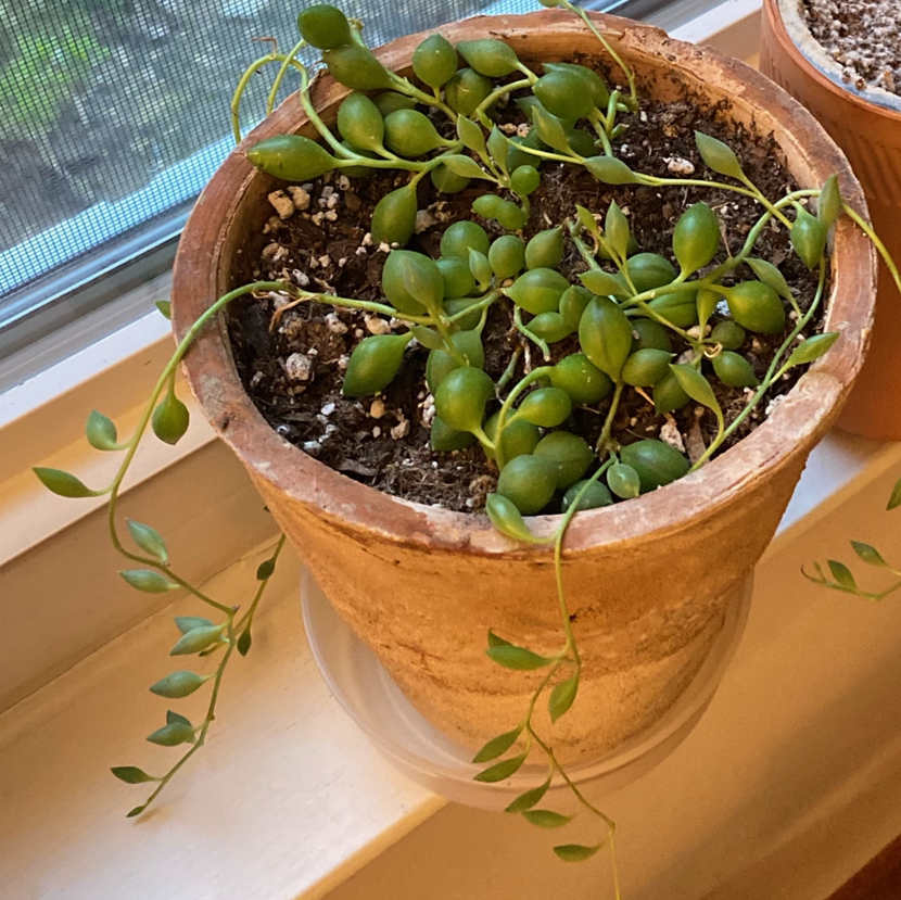 String of Pearls plant photo by @clementineq named Your plant on Greg, the plant care app.