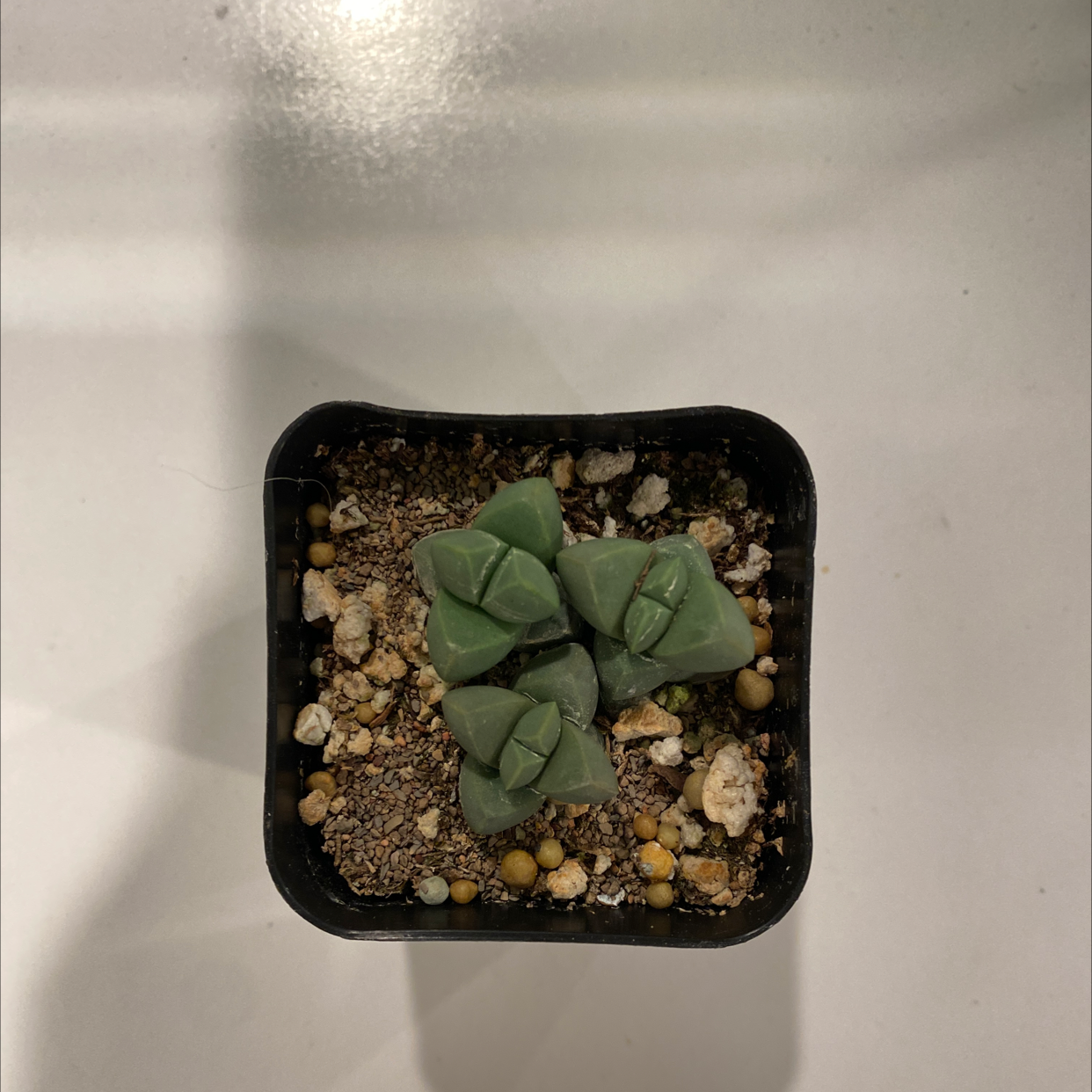 Top view of a healthy Split Rock (Pleiospilos nelii) succulent in a square pot with visible soil and pebbles.