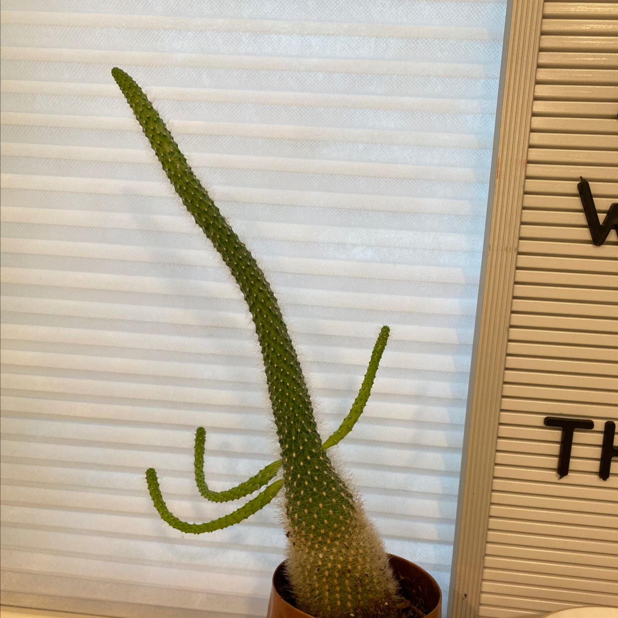 Monkey Tail Cactus plant photo by Kailina named Parker on Greg, the plant care app.