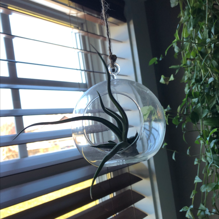 Bulbosa Air Plant in a glass hanging terrarium near a window with blinds.