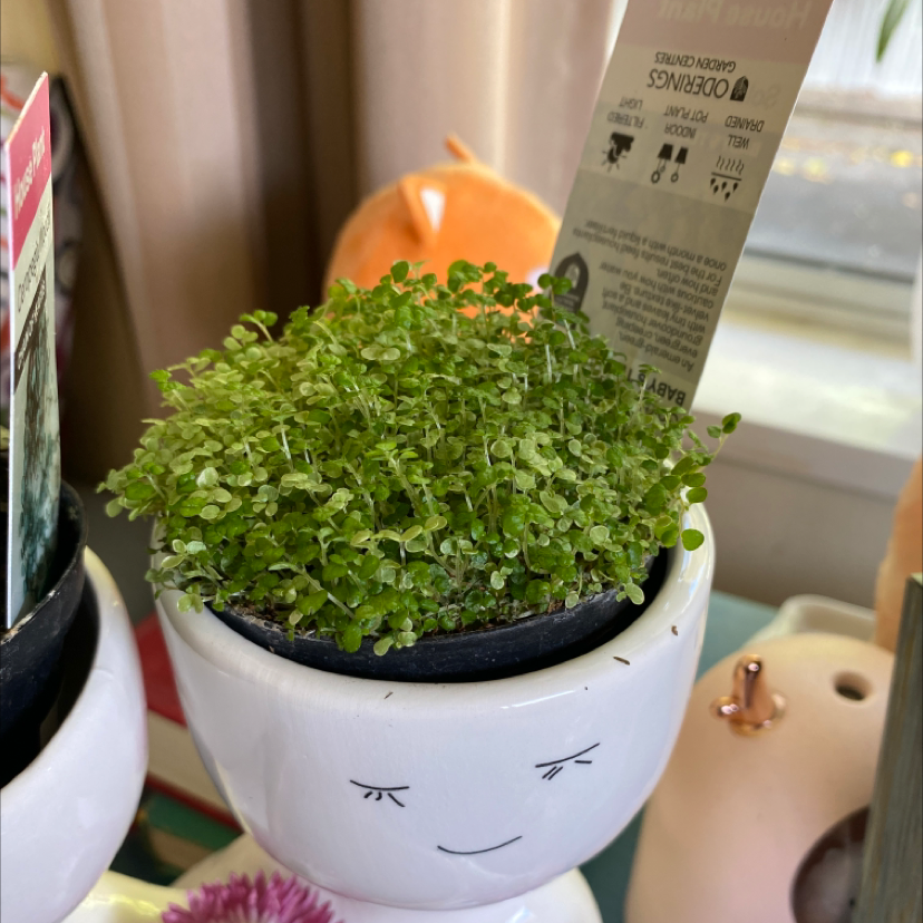 Photo of the plant species Baby's Tears by @IsabellaMadden22 named Hundreds and thousands on Greg, the plant care app