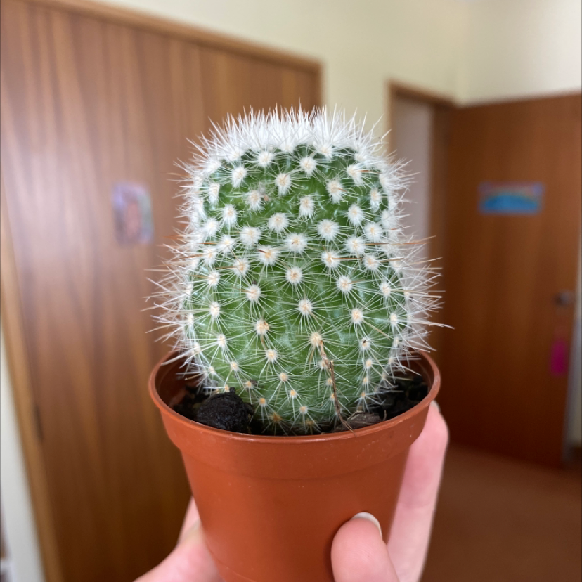 Photo of the plant species Silver Ball Cactus by @IsabellaMadden22 named Daisy on Greg, the plant care app
