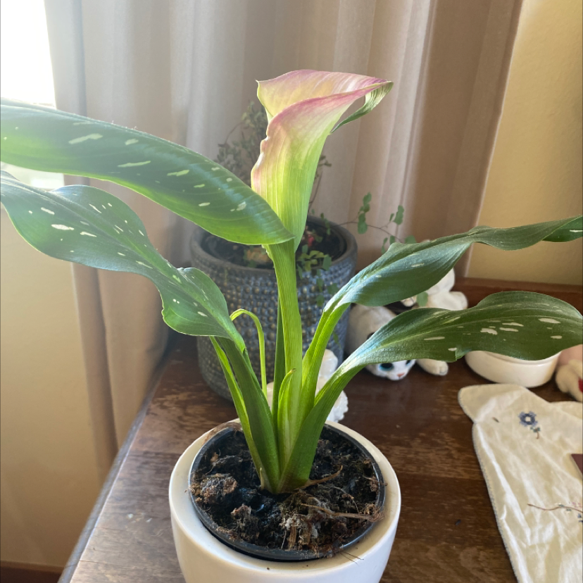 Photo of the plant species Red Calla Lily by @IsabellaMadden22 named Penelope￼ on Greg, the plant care app