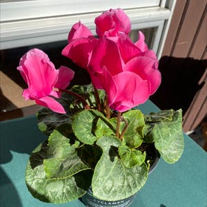 Persian Cyclamen plant photo by @IsabellaMadden22 named Coral on Greg, the plant care app.