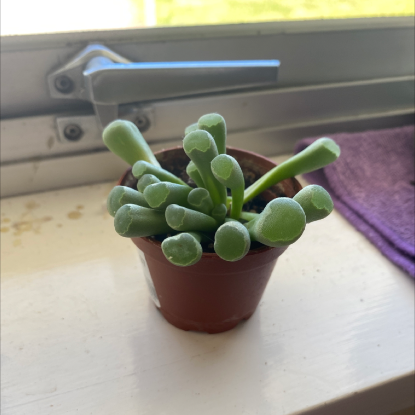 A healthy Baby Toes plant (Fenestraria rhopalophylla) in a small pot on a windowsill.