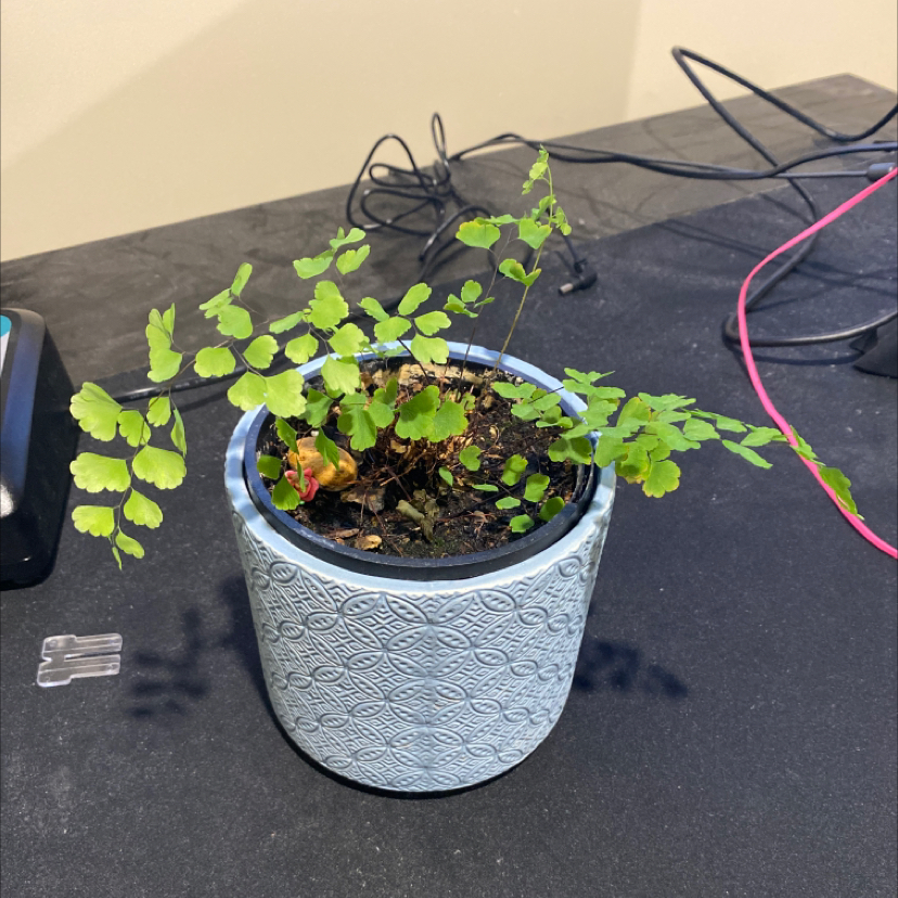 Maidenhair Fern plant photo by @IsabellaMadden22 named Nemo on Greg, the plant care app.