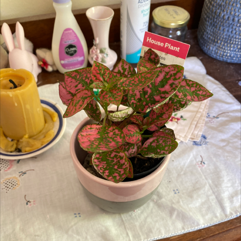 Polka Dot Plant plant photo by @IsabellaMadden22 named Cliford on Greg, the plant care app.
