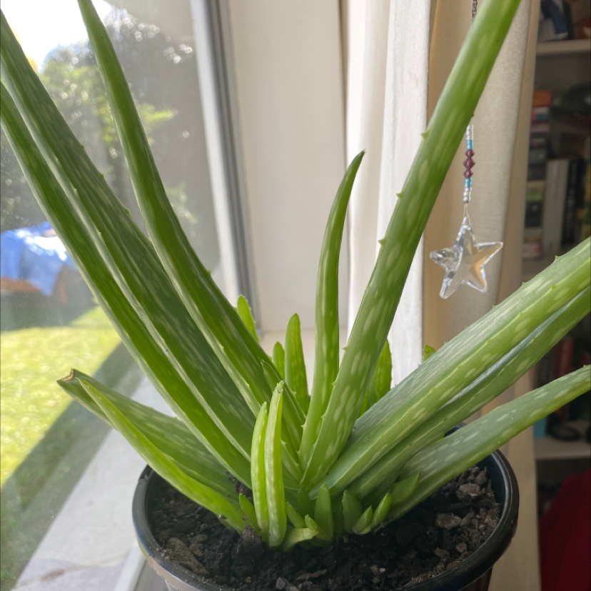 Aloe vera plant photo by @IsabellaMadden22 named Alexander the Aloe Vera on Greg, the plant care app.
