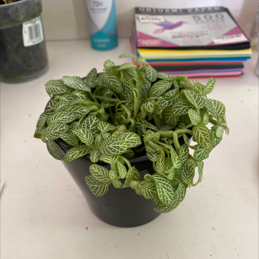 Nerve Plant plant photo by @IsabellaMadden22 named Fiona the Fittonia on Greg, the plant care app.
