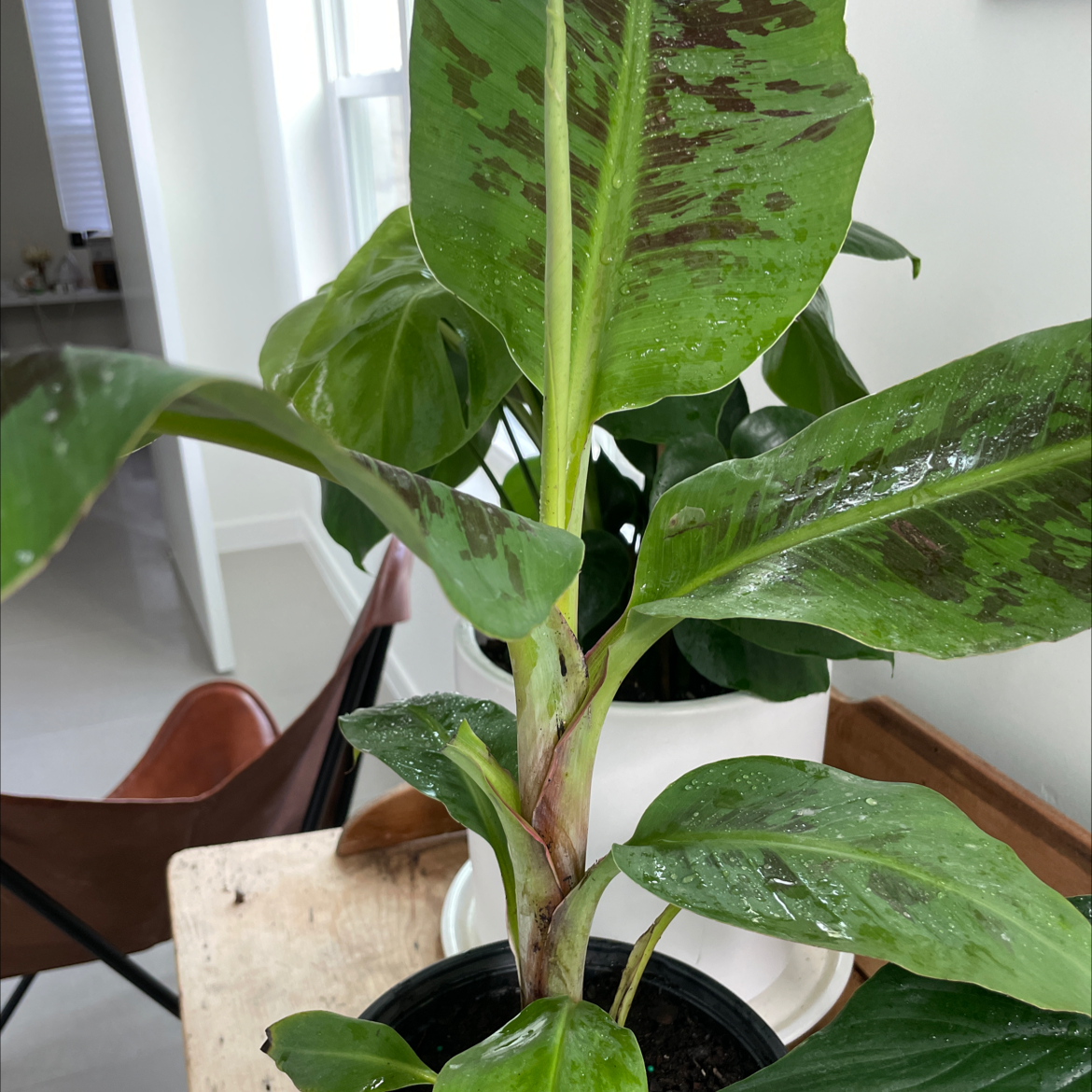 Indoor potted banana plant with broad green leaves and some dark spots.