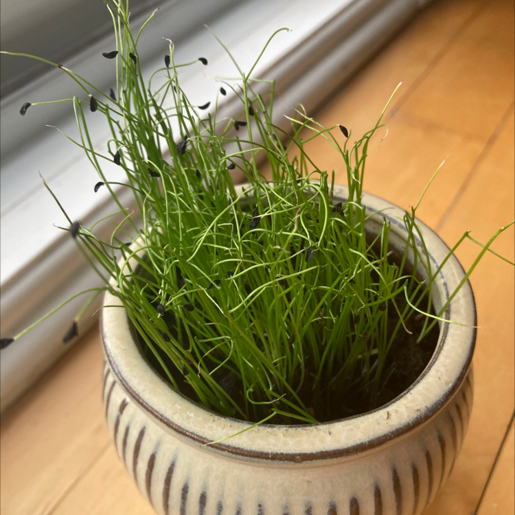 Potted Wild Chives plant with green, slender leaves in a ceramic pot.