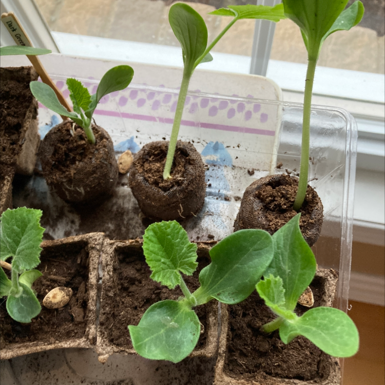 Young Summer Squash seedlings in small soil pods, appearing healthy.