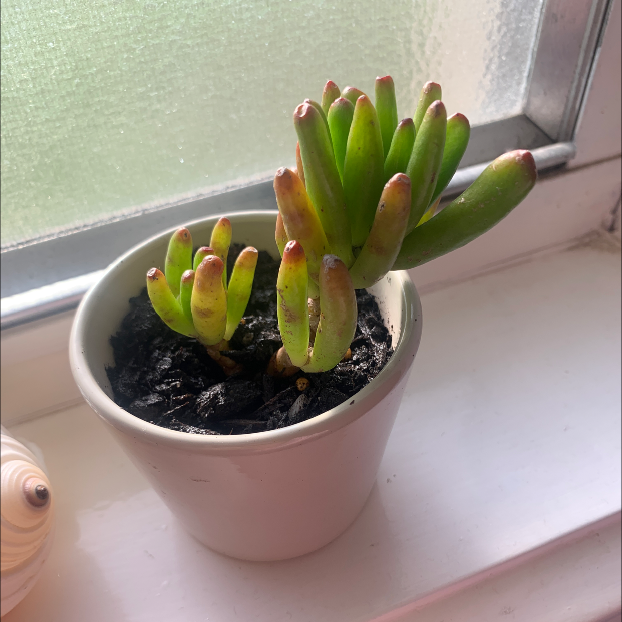 Jelly Bean Plant plant photo by @jam1s0n named kim on Greg, the plant care app.
