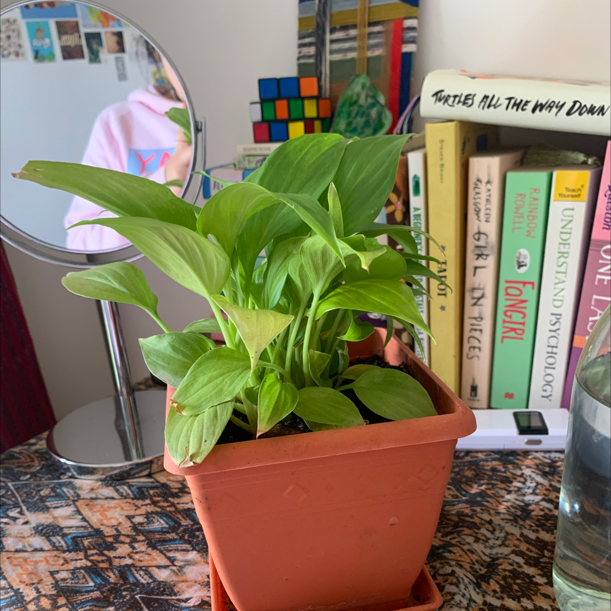 Photo of the plant species Plantain Lily by @jam1s0n named yarra on Greg, the plant care app
