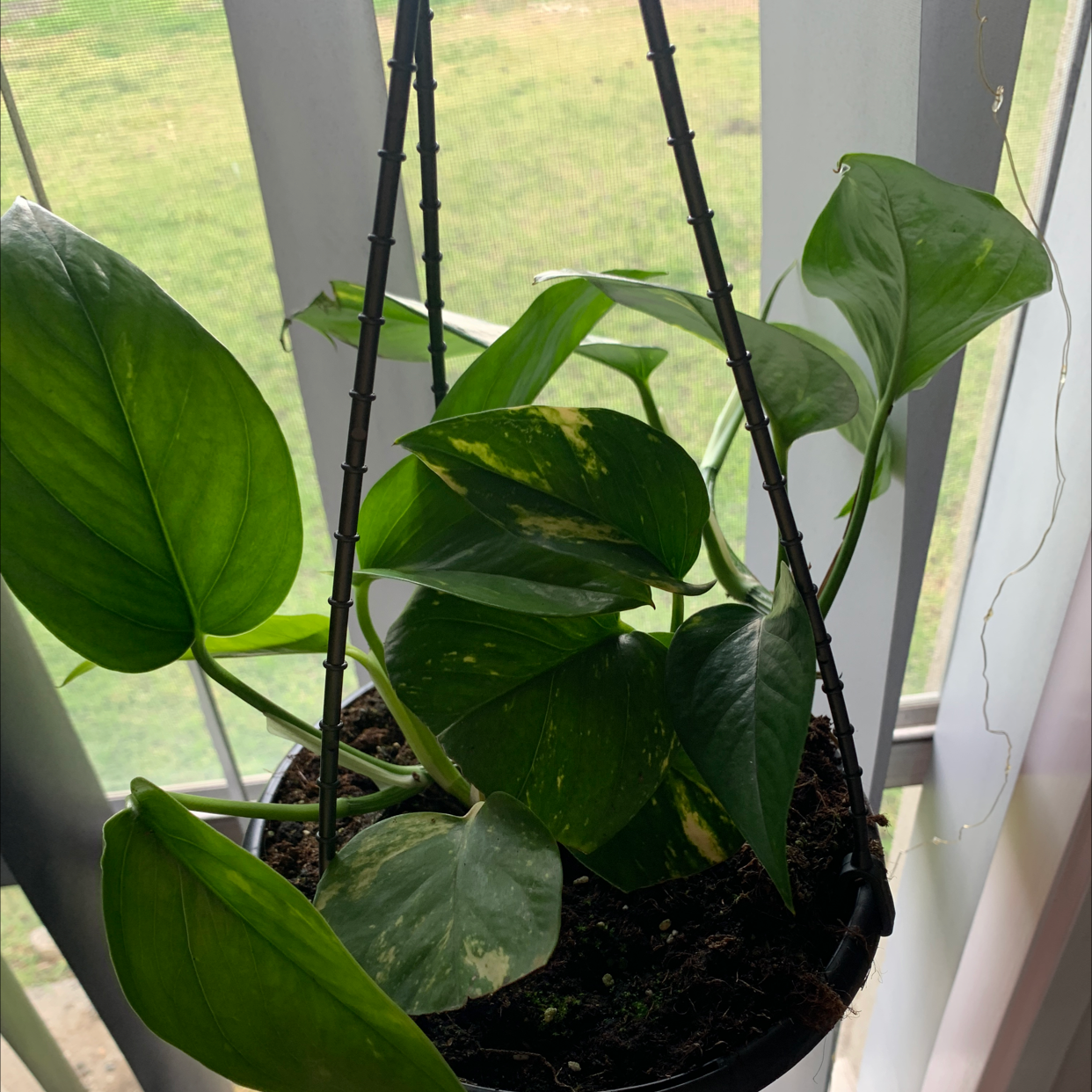 Taro Vine plant photo by @jam1s0n named sadie on Greg, the plant care app.
