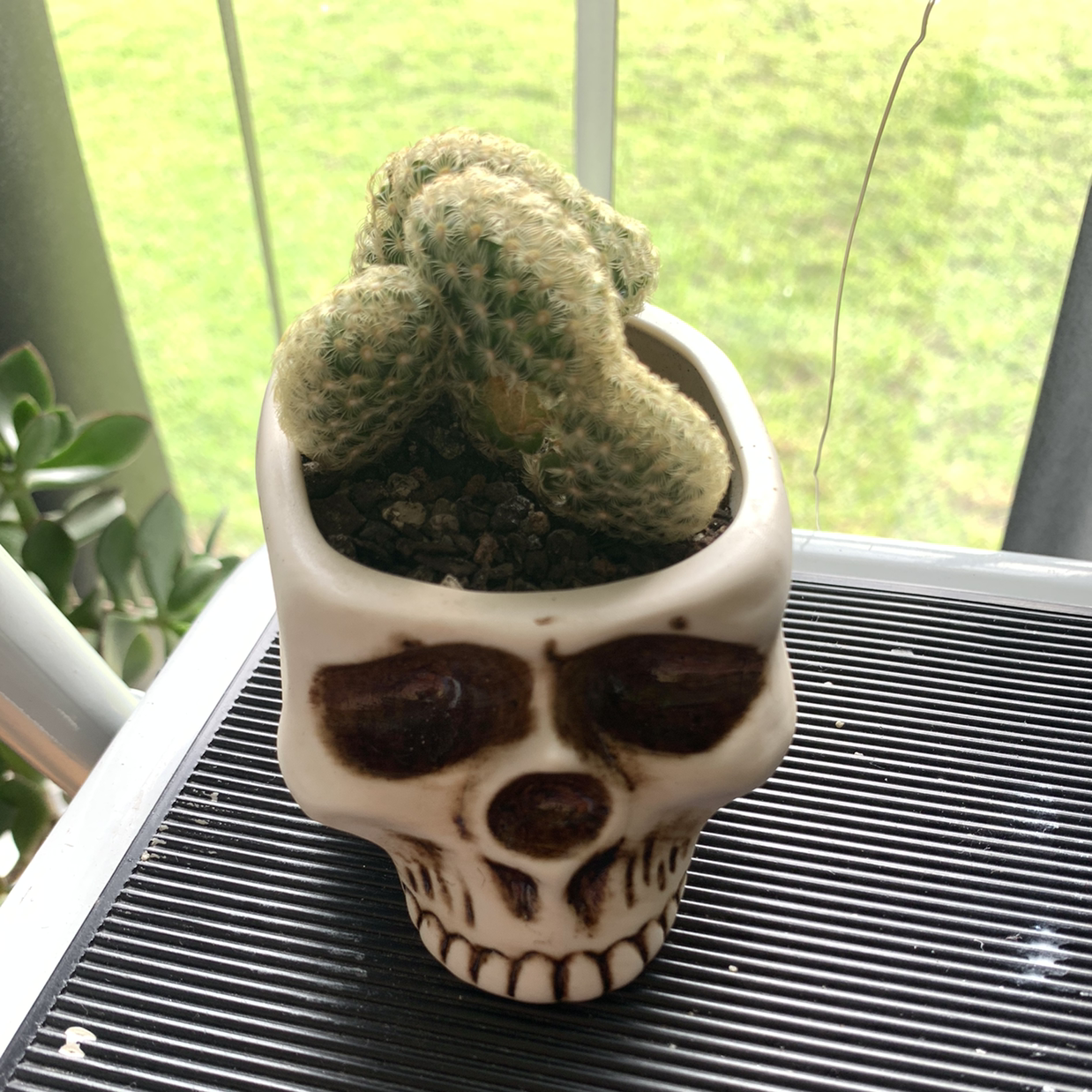 Lady Finger Cactus plant photo by @jam1s0n named aristotle on Greg, the plant care app.