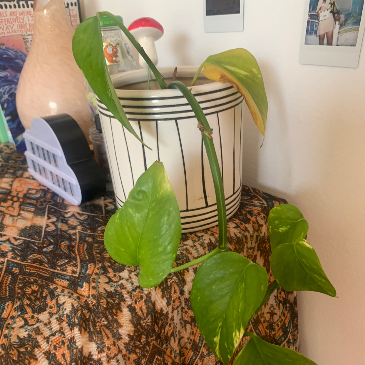 Taro Vine plant photo by @jam1s0n named margot on Greg, the plant care app.