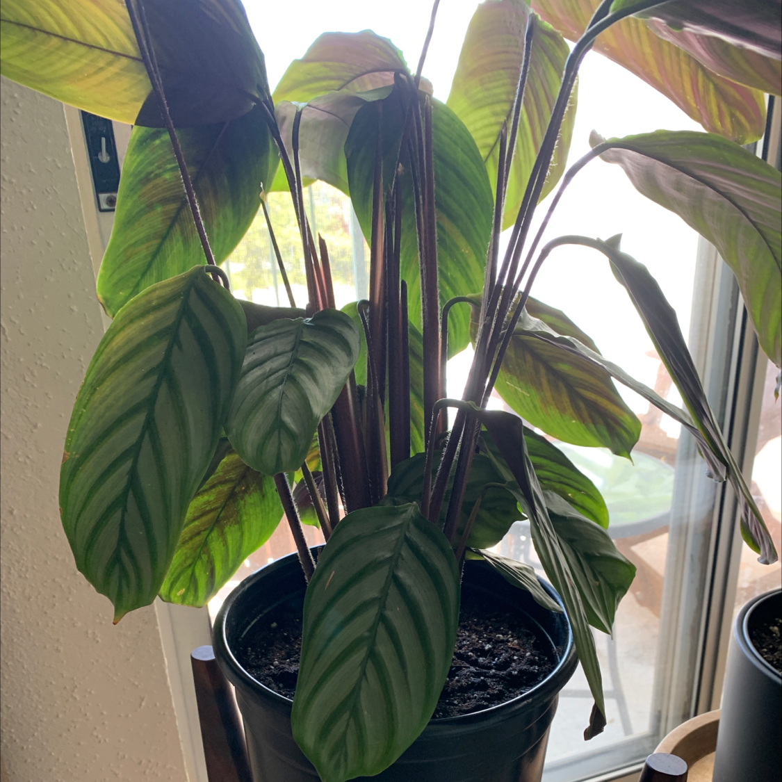 Never Never Ctenanthe plant photo by @CalatheaPanthera named Catherine on Greg, the plant care app.