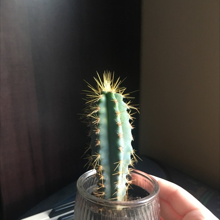 Pleated Cereus cactus in a glass container, held by a hand.