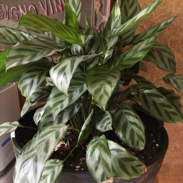 Rose Calathea plant photo by Avi named Michael on Greg, the plant care app.