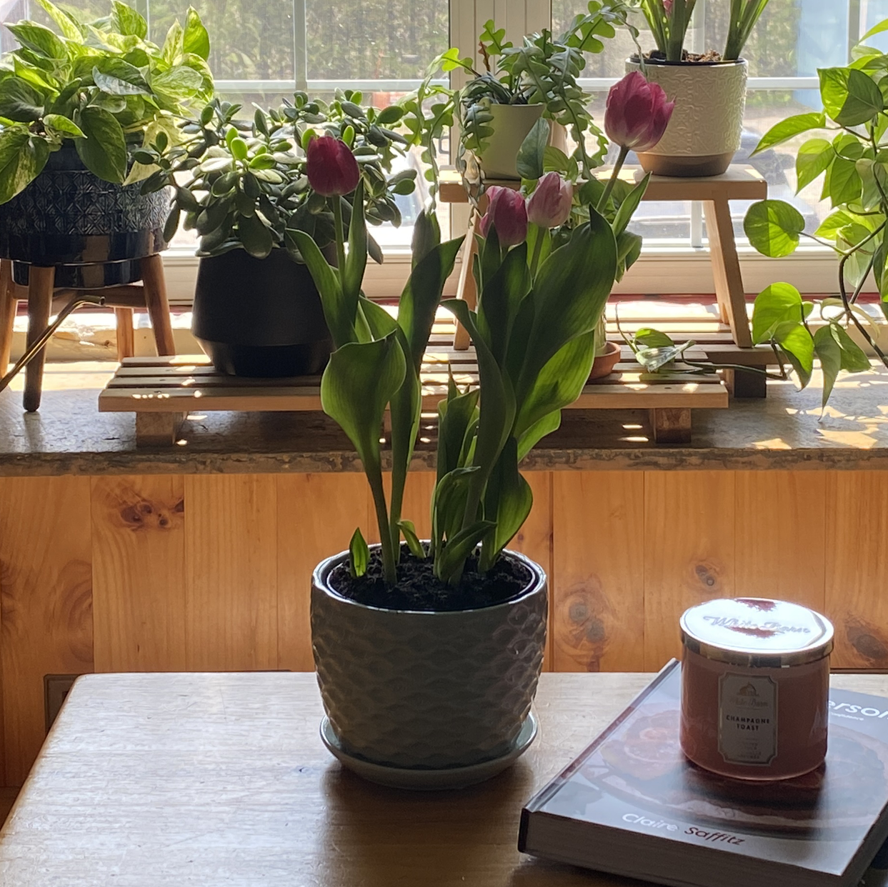 Potted Garden Tulip with blooming flowers on a table, surrounded by other plants.