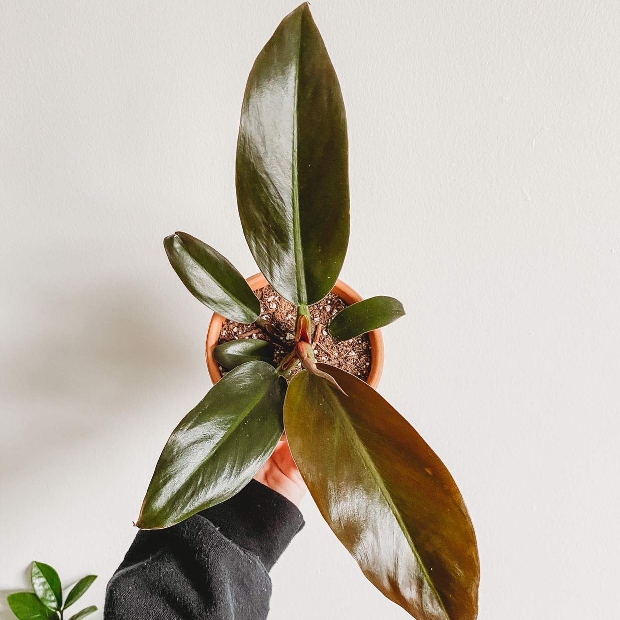 Philodendron 'Imperial Red' plant with dark, glossy leaves held by a hand.