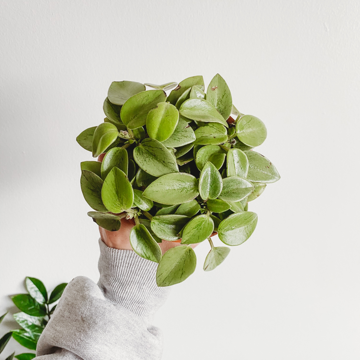 Photo of the plant species Teardrop Peperomia by @lyshuhh named Tinker Bell on Greg, the plant care app