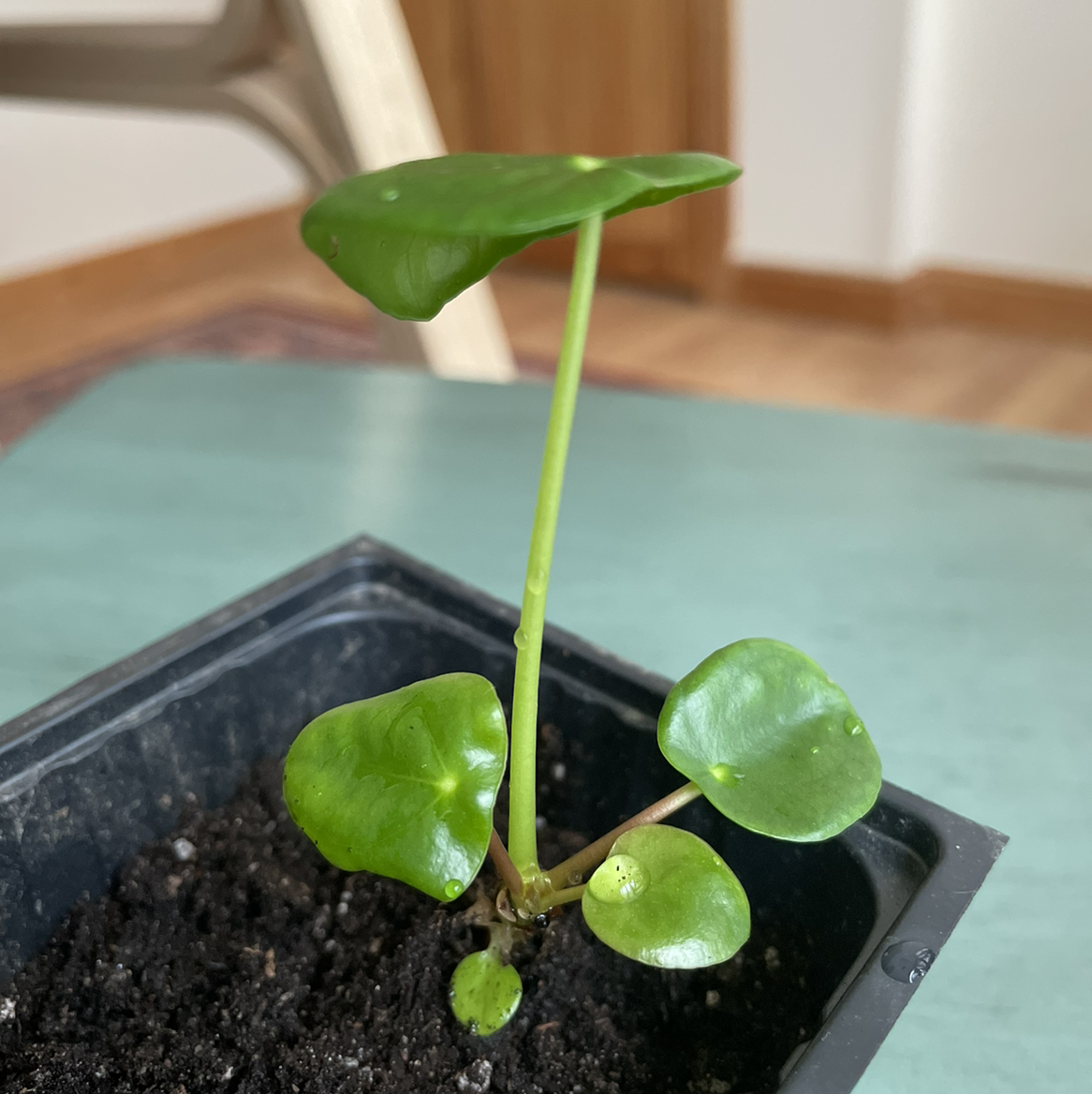 Chinese Money Plant plant photo by @plantgirl named jiji on Greg, the plant care app.
