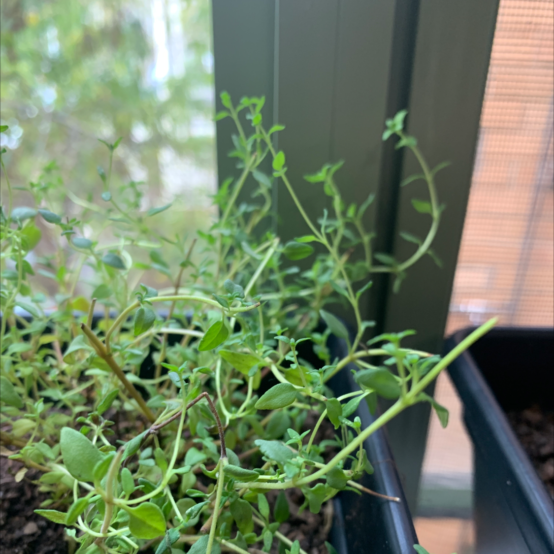 Photo of the plant species Common Chickweed by Natalie named Thyme on Greg, the plant care app