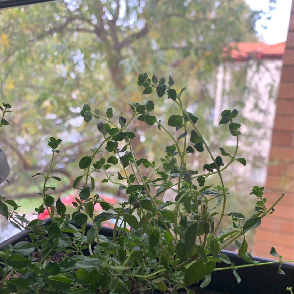 Photo of the plant species Pizza Thyme by Natalie named Italian thyme on Greg, the plant care app