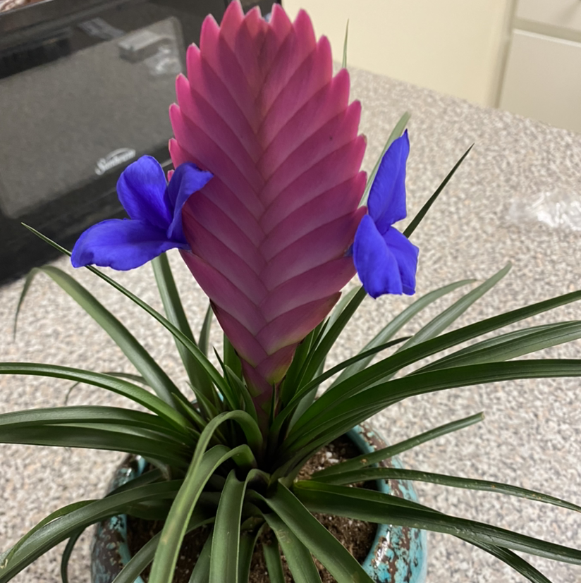 Pink Quill Plant (Tillandsia cyanea) with pink bract and purple flowers in a pot.