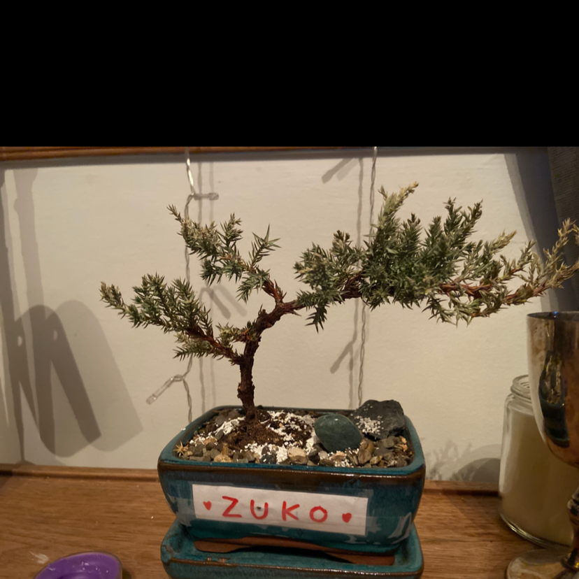 American Juniper bonsai in a decorative pot labeled 'Zuko'.