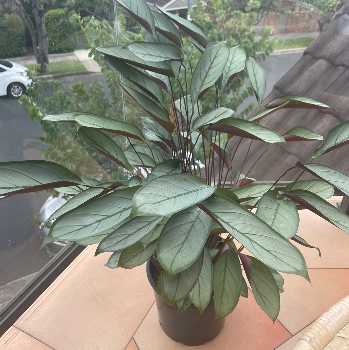 Healthy Never Never Ctenanthe plant indoors near a window.