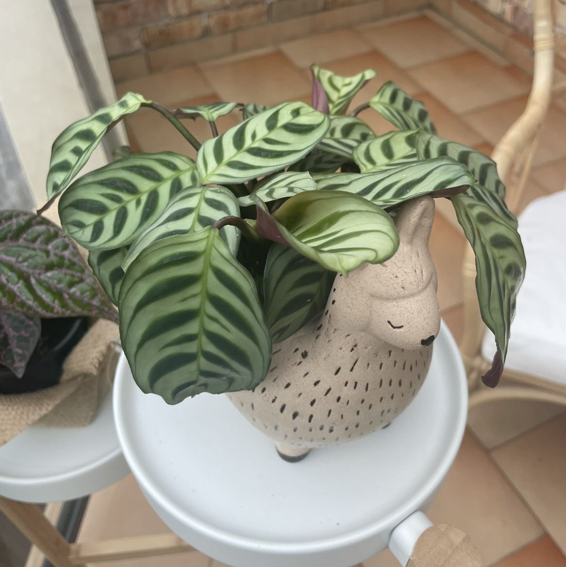 Healthy Fishbone Prayer Plant with vibrant green striped leaves in a white ceramic pot on a tiled floor.