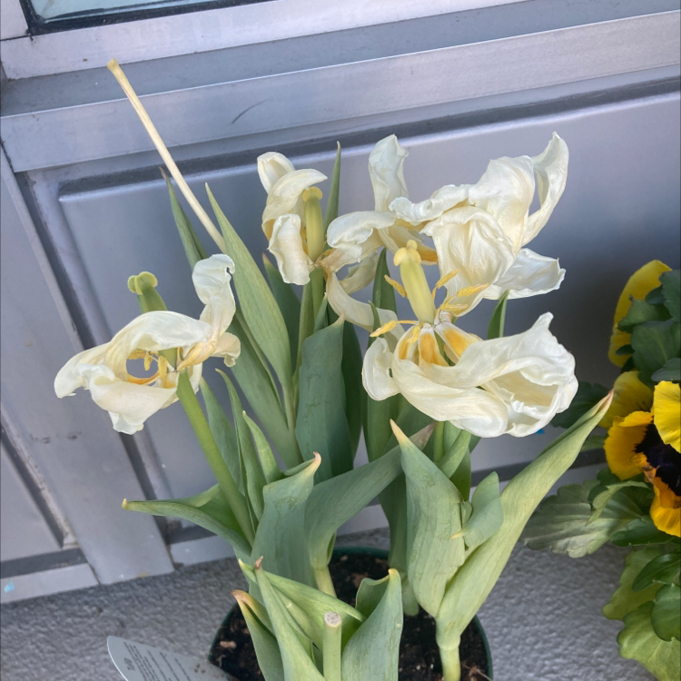 Garden Tulip with white flowers, some petals wilted, potted near a window.