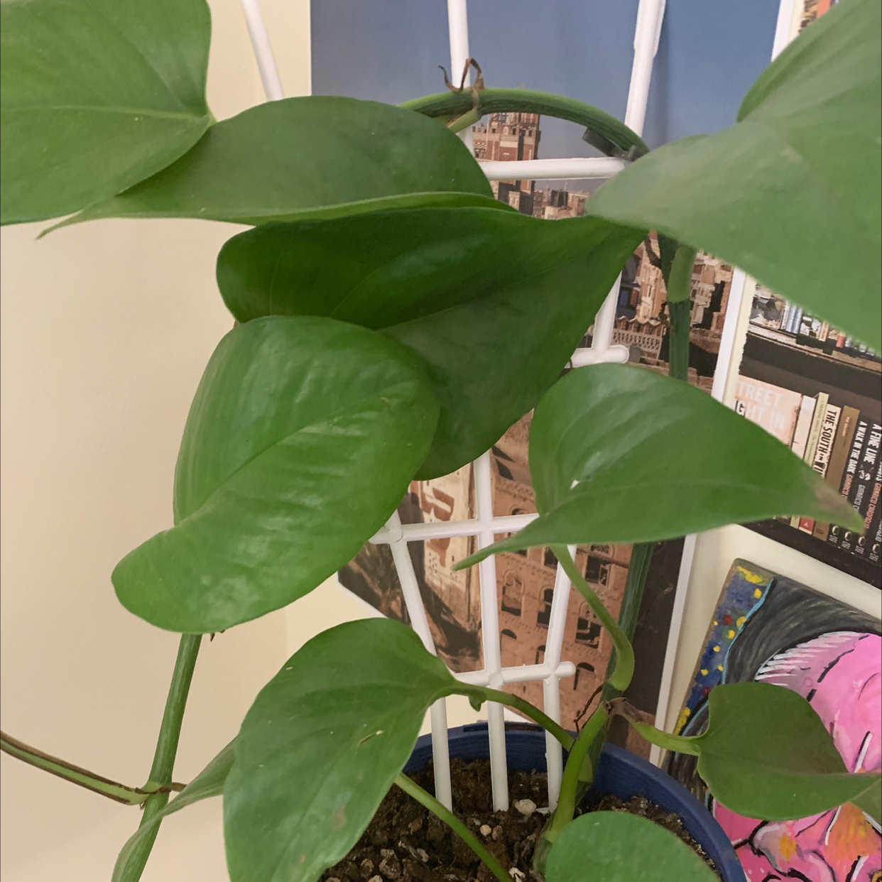 Photo of the plant species Dragon Root by @lillyashe named rorza on Greg, the plant care app