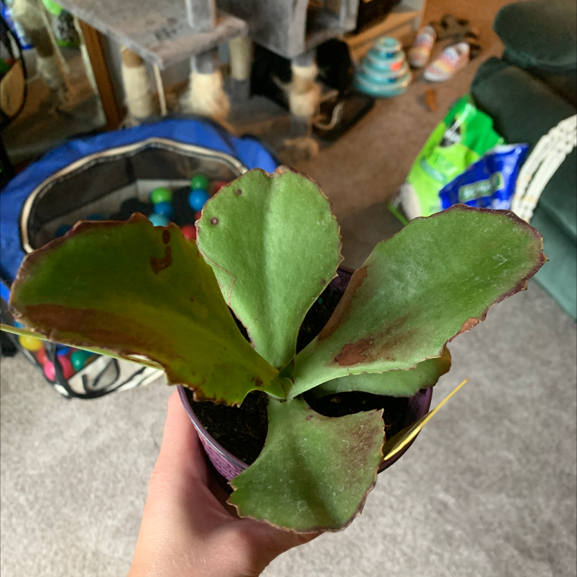 Walking Kalanchoe plant with browning leaf edges, held by a hand, household items in the background.