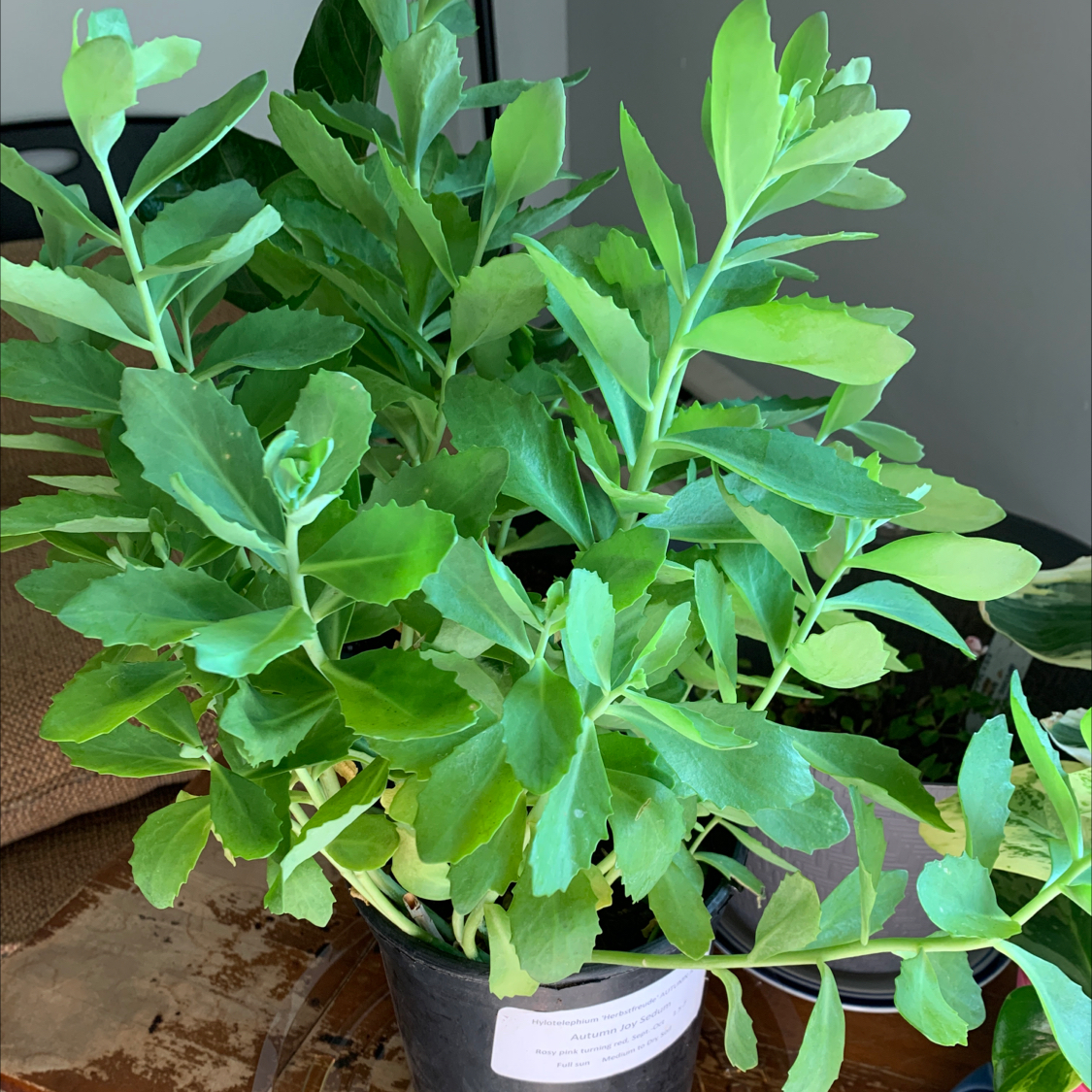 Healthy, vibrant green Showy Stonecrop plant with thick, fleshy leaves growing in a rosette pattern in a white pot.