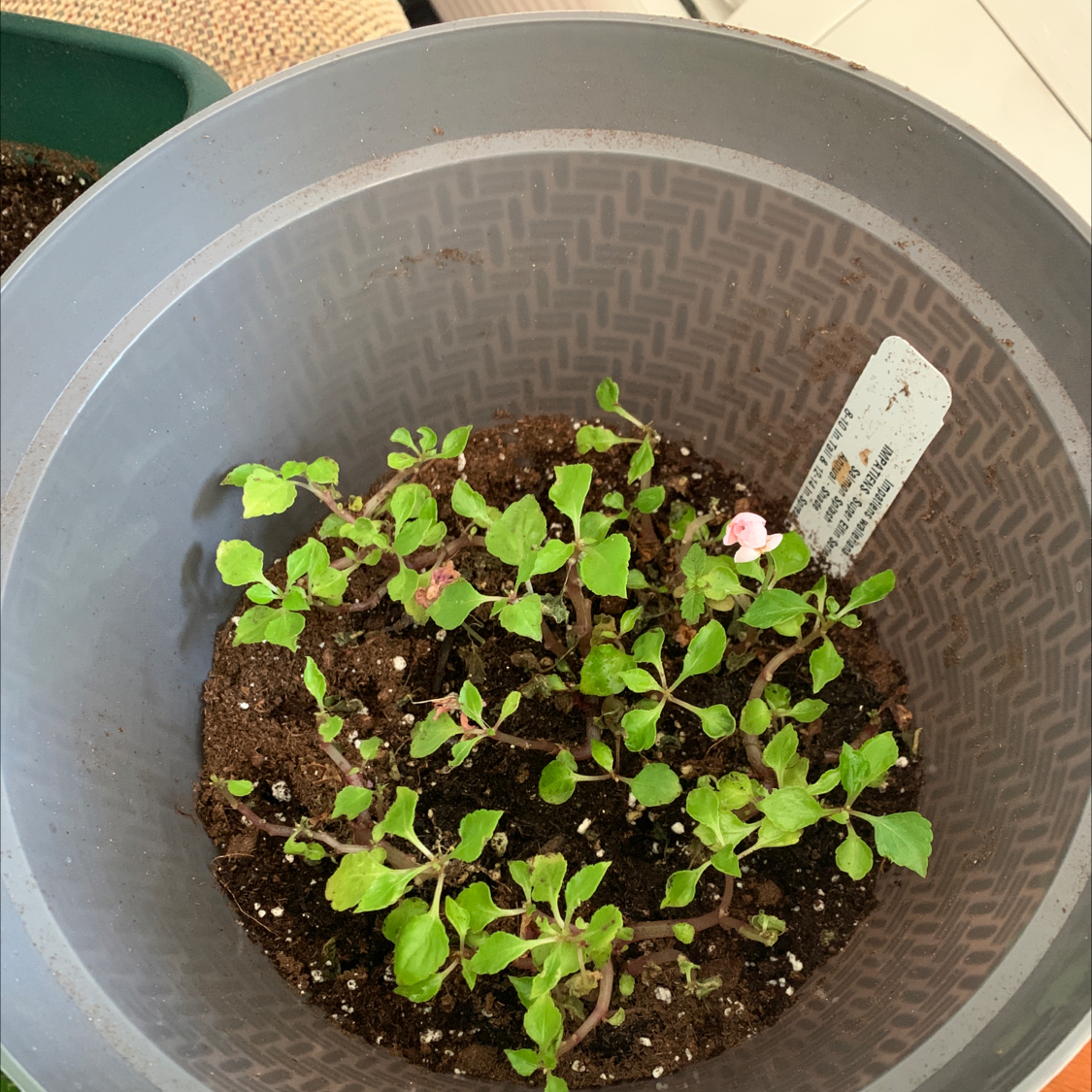 Potted Buzzy Lizzy plant with green leaves and small flowers.
