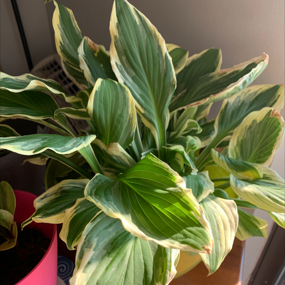 Hosta sieboldii plant with variegated leaves, slight browning on edges, indoors.