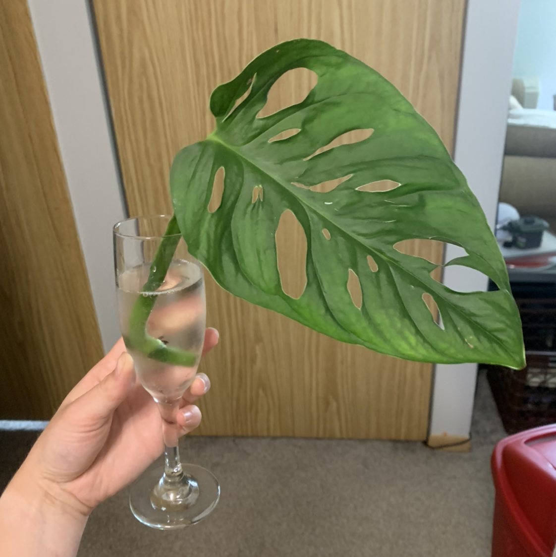 Monstera adansonii 'Laniata' leaf held in a glass of water indoors.