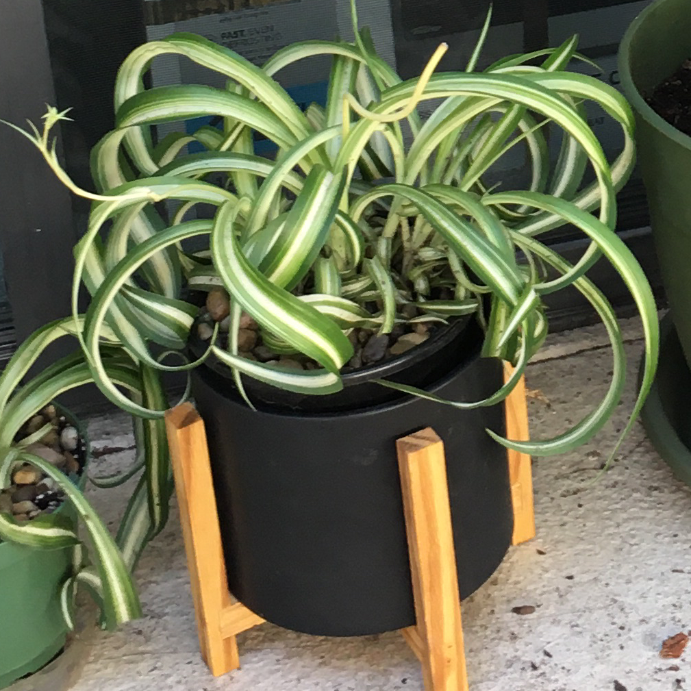 Curly Spider Plant in a black pot with a wooden stand, healthy green and white striped leaves.
