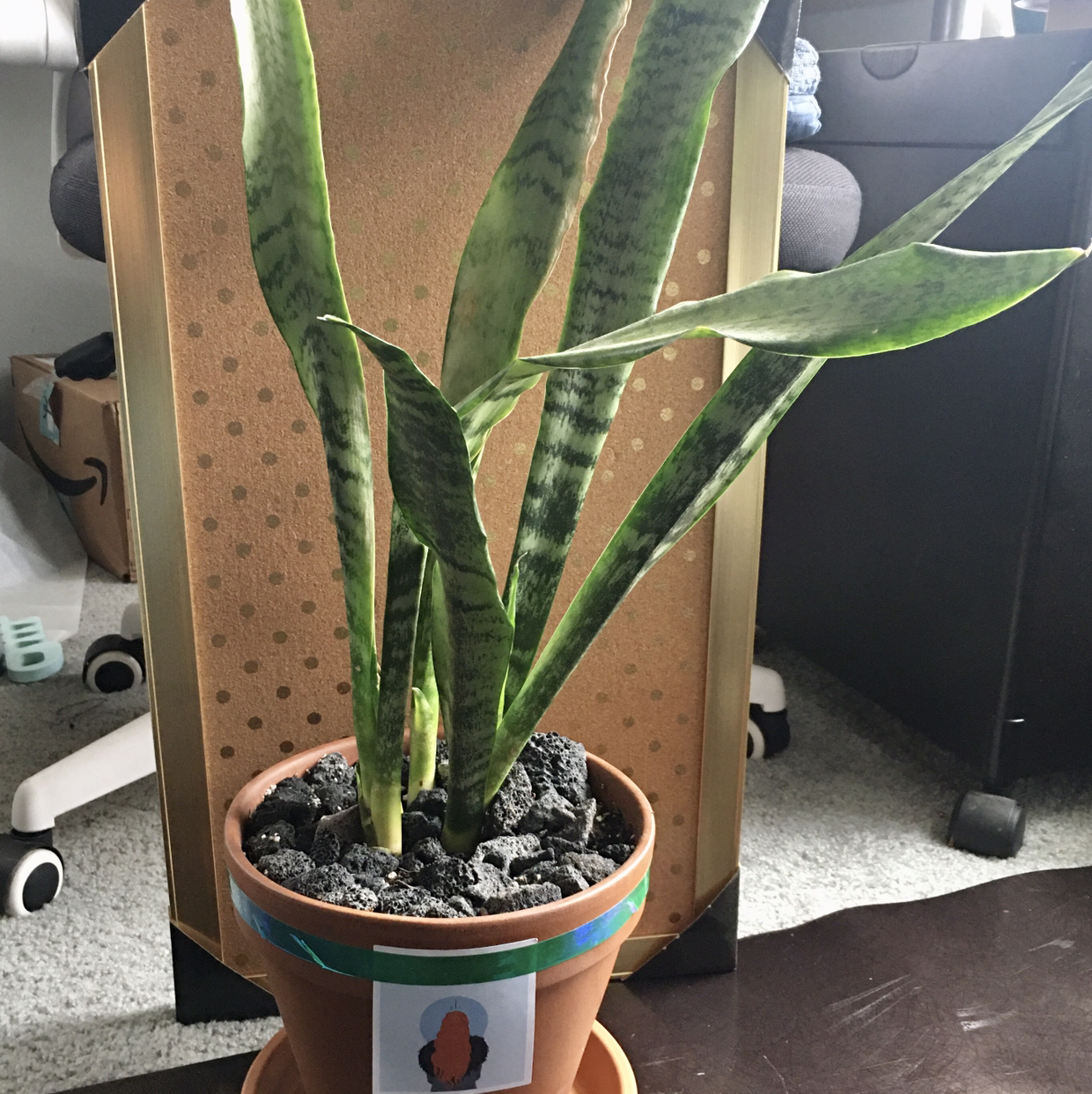 Zeylanica Snake Plant in a pot with visible soil, healthy leaves, and a background with furniture.
