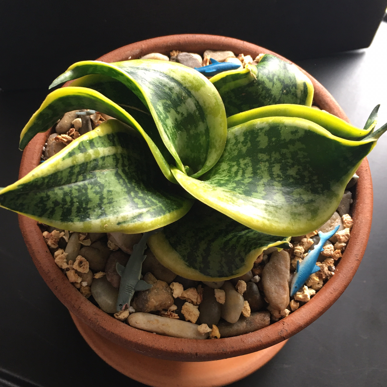 Dracaena 'Tornado' plant in a pot with visible soil and stones.