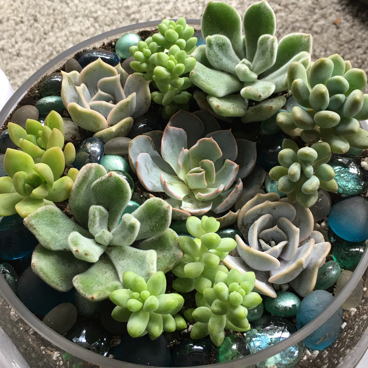 A variety of succulent plants, including Echeveria 'Lola', arranged in a container with decorative stones.