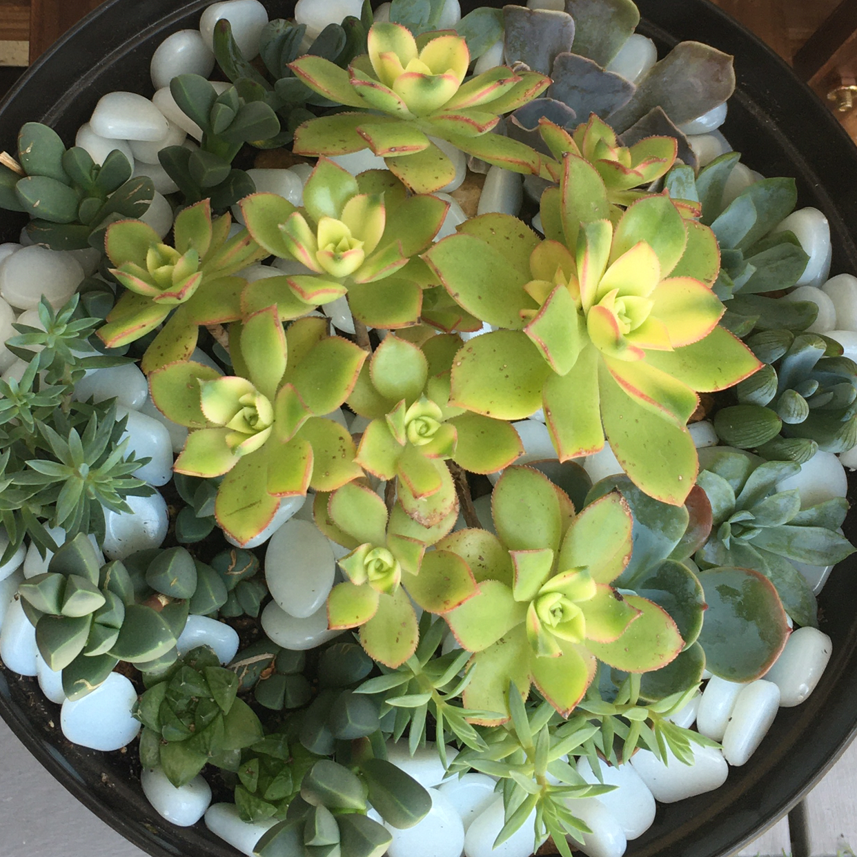 Kiwi Aeonium succulent arrangement with vibrant green and yellow leaves, some browning on edges.
