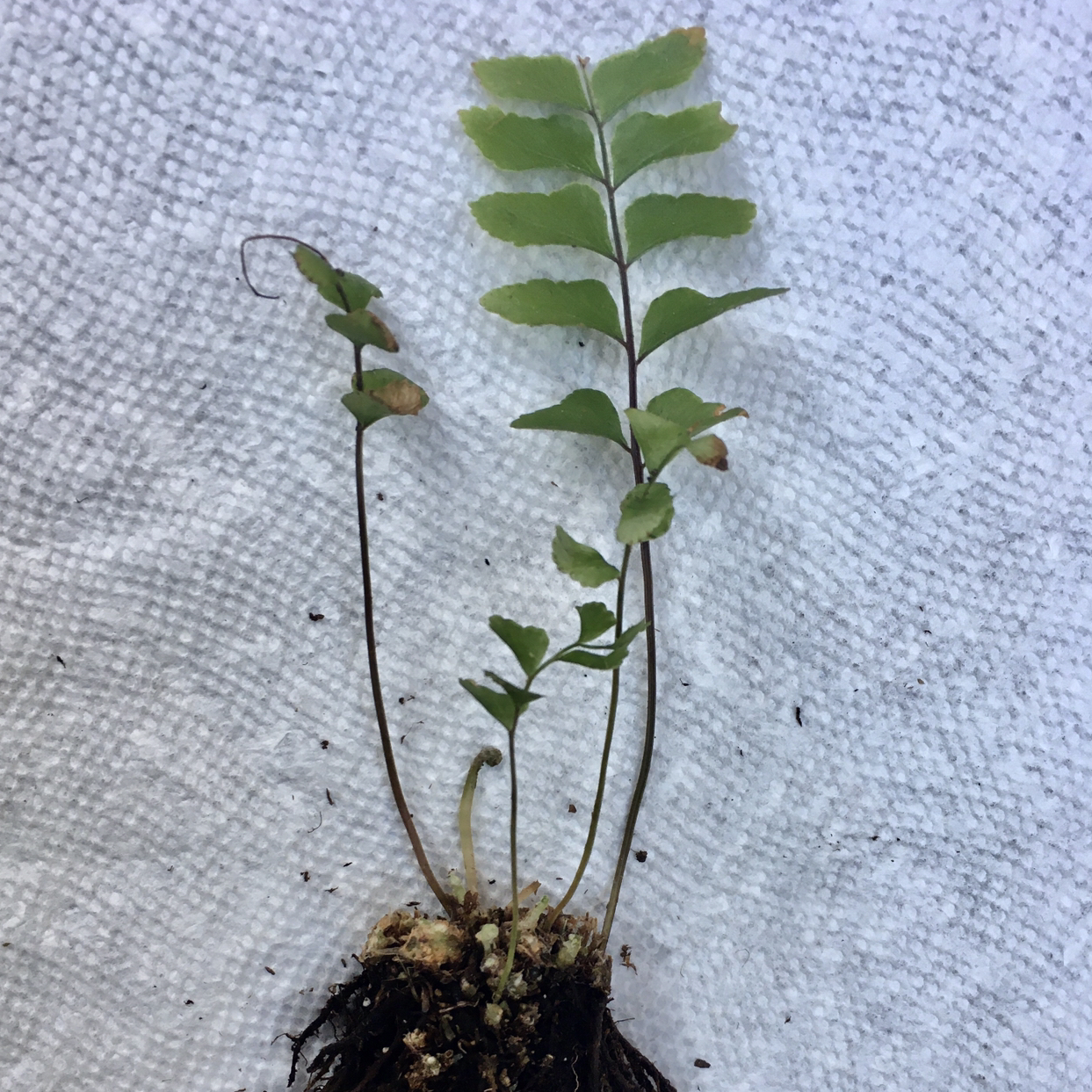 Northern Maidenhair Fern plant photo by @NormaTu545 named Candace on Greg, the plant care app.