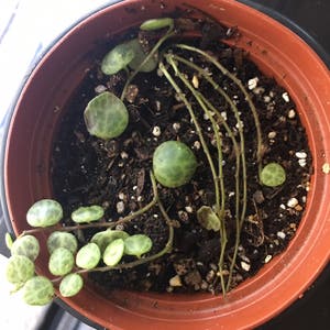Peperomia Prostrata plant photo by @NormaTu545 named Mikey on Greg, the plant care app.