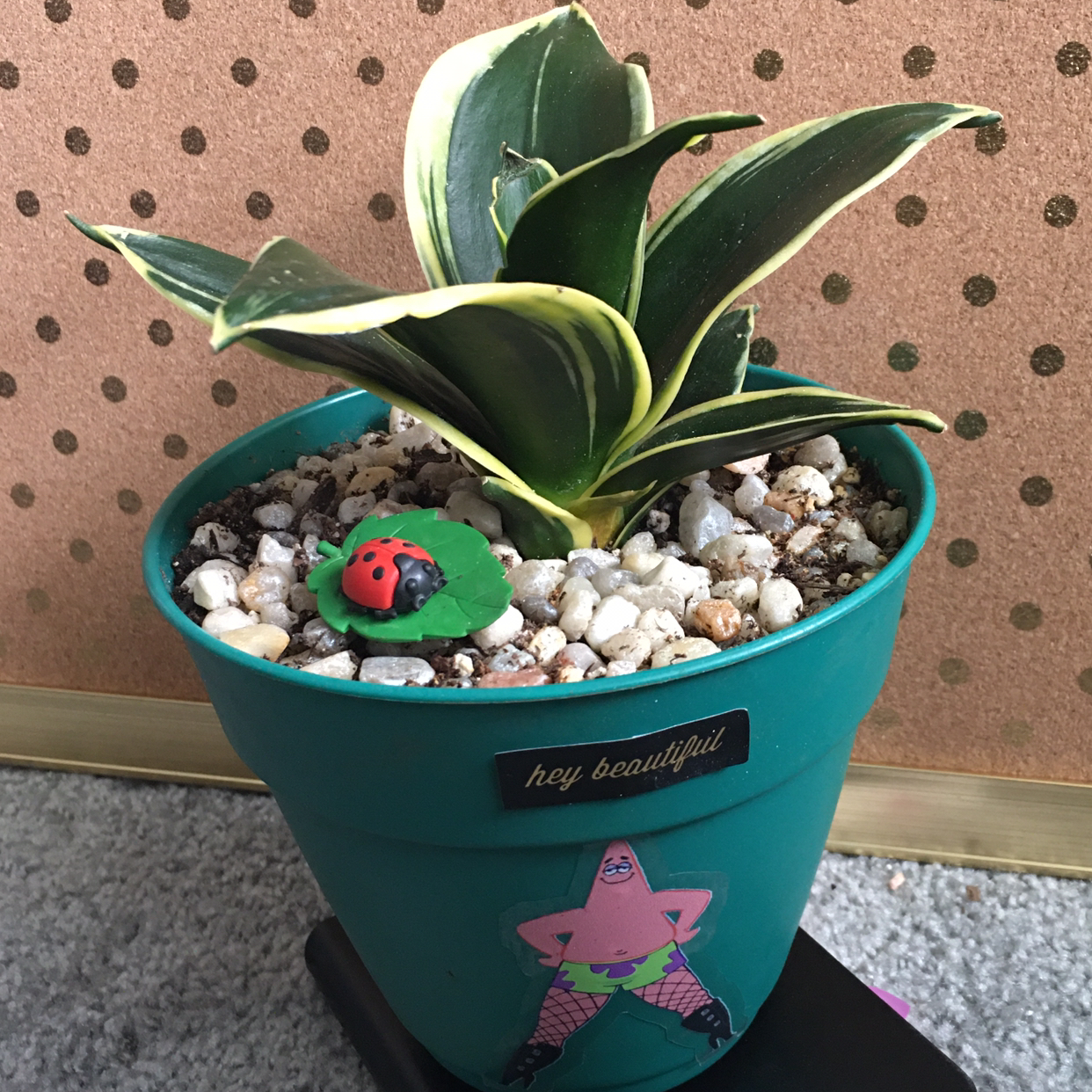 Black Star Snake Plant in a pot with decorative elements, healthy and well-framed.