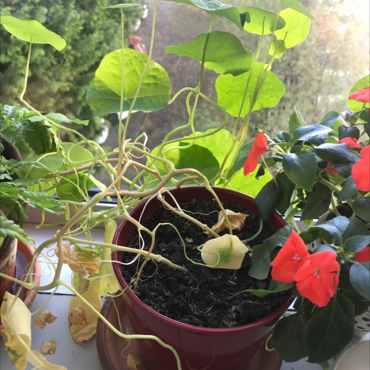 Garden Nasturtium plant in a pot with yellowing and browning leaves, indicating poor health.